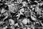 black frozen stones and some leaves