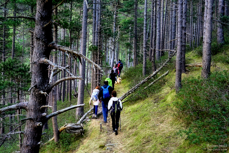 a walk through the forest / un passeig pel bosc