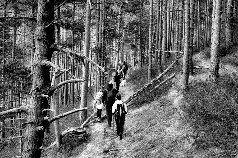 a walk through the forest / un passeig pel bosc