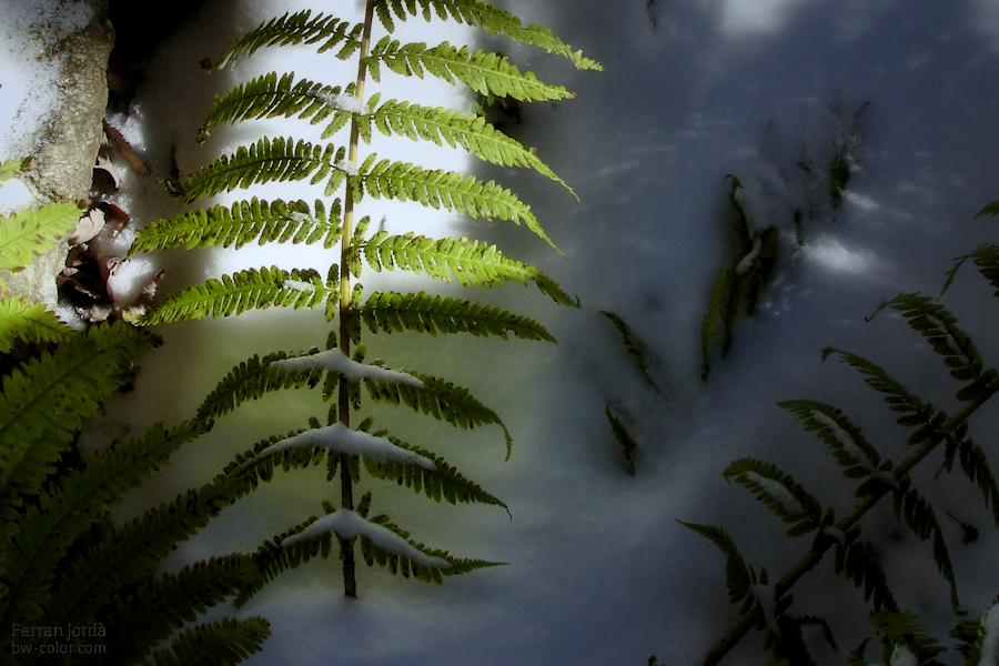 little trees / petits arbres