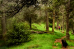 about forest walks / de passejos pel bosc