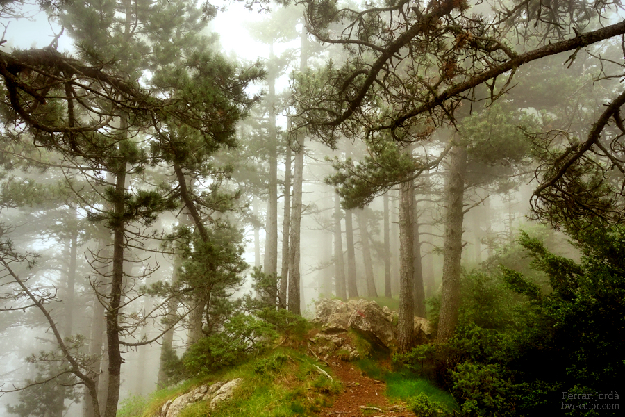 about those foggy days on the forest / dels dies de boira al bosc