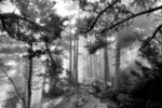 about those foggy days on the forest / dels dies de boira al bosc
