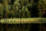reflecting on the forest / reflexionant al bosc