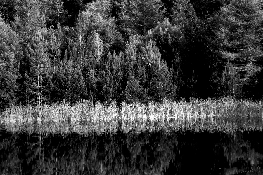 reflecting on the forest / reflexionant al bosc