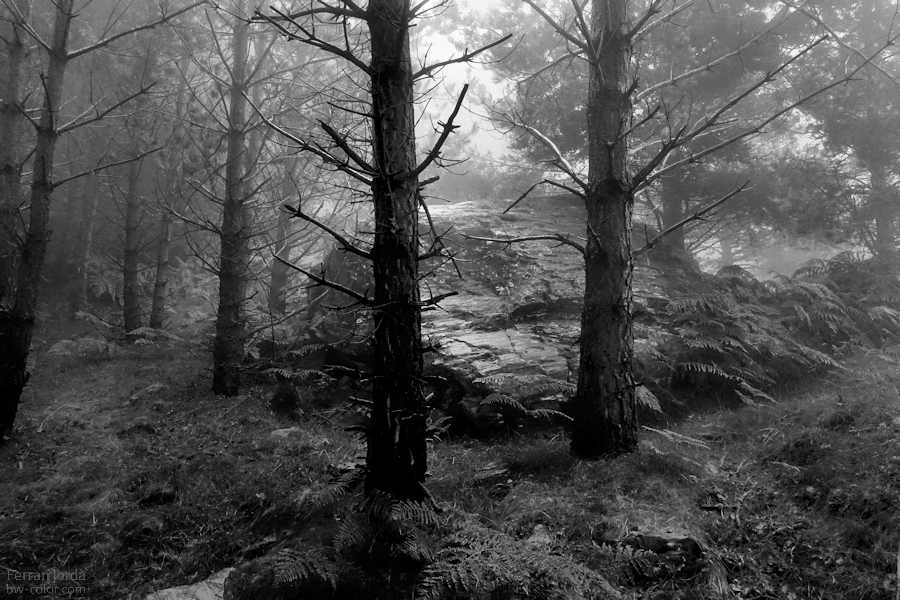 El roc del bosc un dia boirós d'estiu