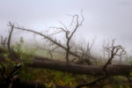 the cemetery of the trees / el cementiri dels arbres