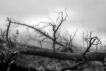 the cemetery of the trees / el cementiri dels arbres