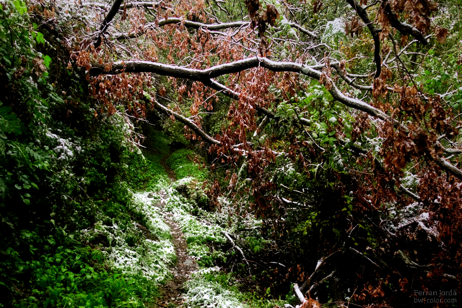 a strange way / un camí estrany