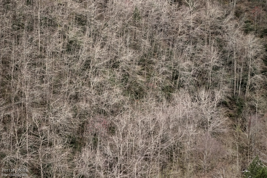 Bare trees / Arbres despullats