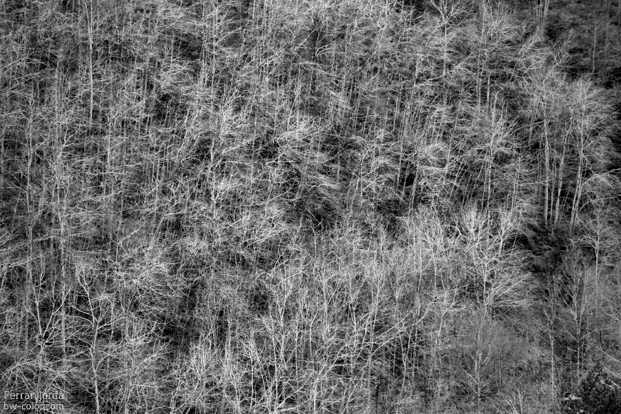 Bare trees / Arbres despullats