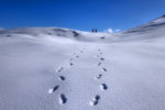 snow walkers / caminants de la neu