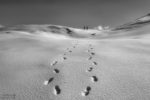 snow walkers / caminants de la neu