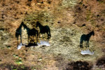 the shadow of the horses / l'ombra dels cavalls