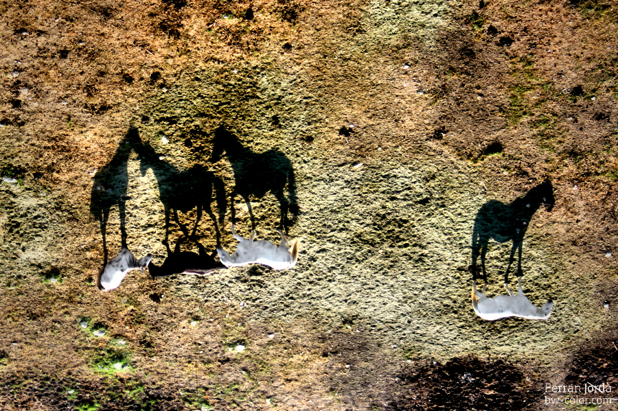 the shadow of the horses / l'ombra dels cavalls