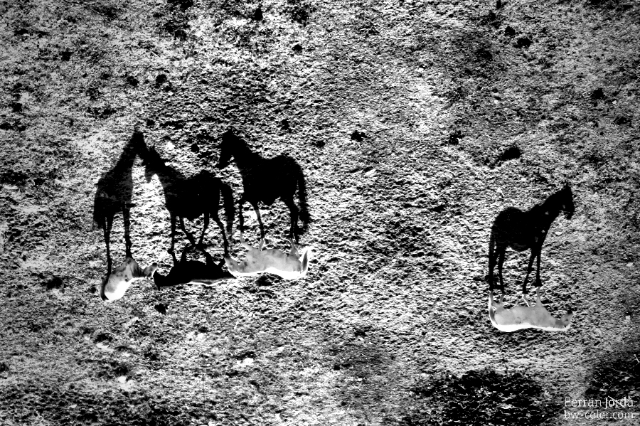 the shadow of the horses / l'ombra dels cavalls