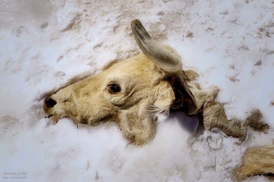 Cow sleeping on the snow / Vaca dormint sobre la neu