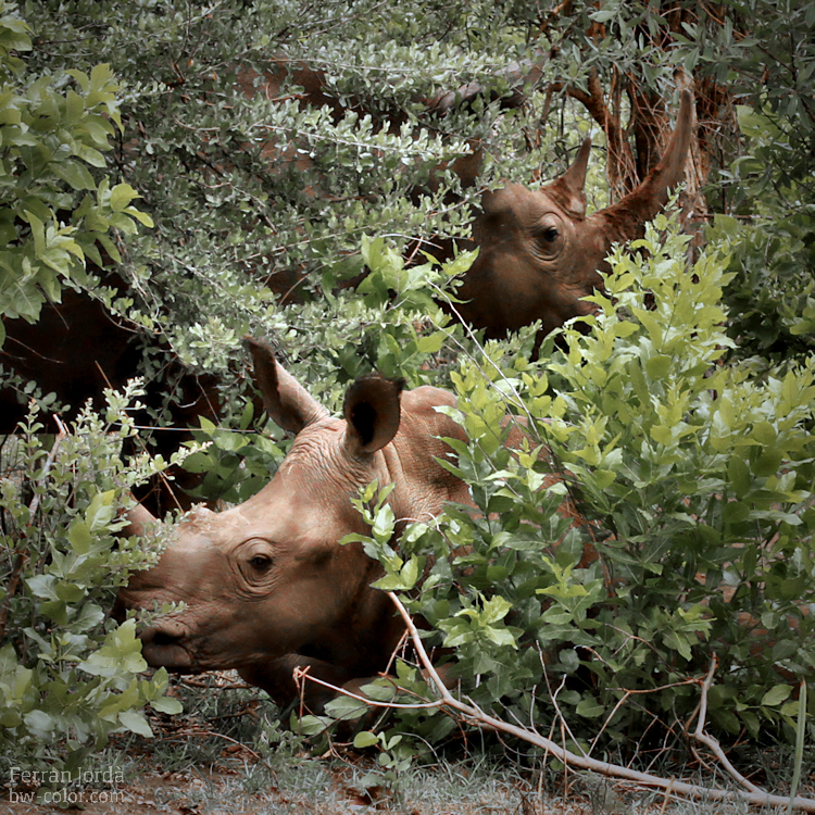 Wild rhinos in Zambia