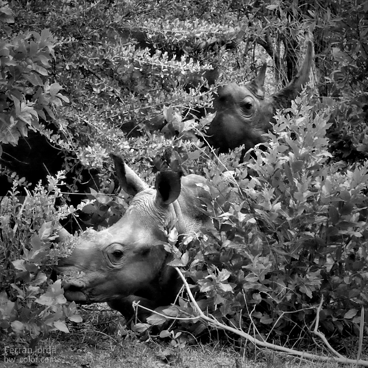 Wild rhinos in Zambia
