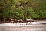 Wildebeest, Nyus